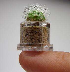 39 Small-Space Garden Innovations