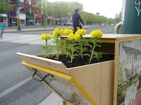 Flowering Flyer Boxes Image 4