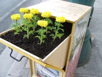 Flowering Flyer Boxes Image 6