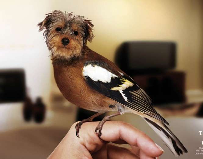 Animal Hybrid Advertising