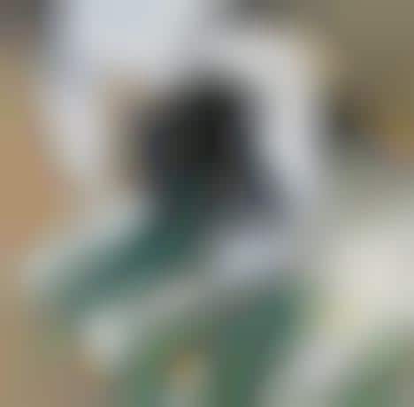 pride dog accessories