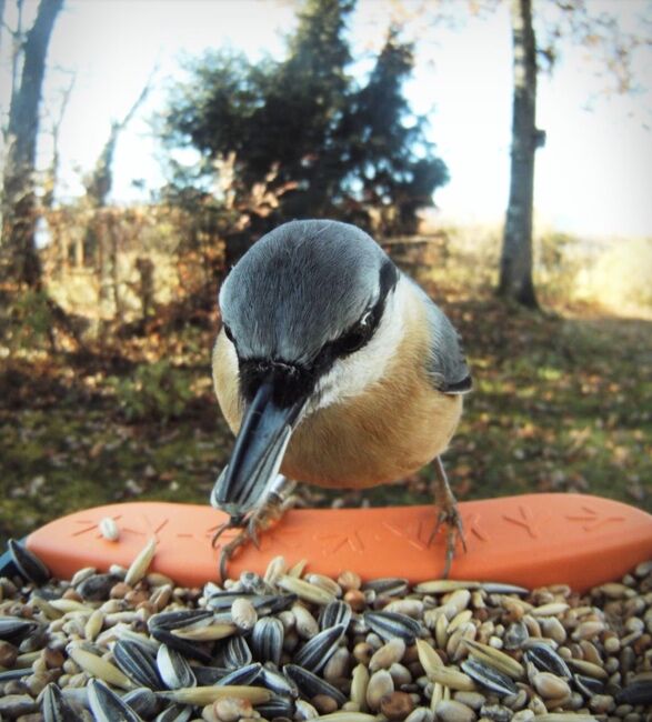 bird feeder with smart camera