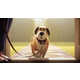 Animated Pet Nutrition Ads Image 1