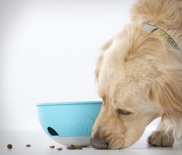 Problem-Solving Dog Food Bowls : Puzzle Feeder dog bowl