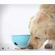 Problem-Solving Dog Food Bowls Image 5