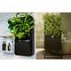 Plant-Powered Air Purifiers Image 2