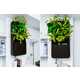 Plant-Powered Air Purifiers Image 8