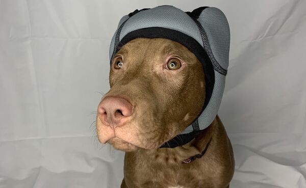 Top 100 Pets Ideas in 2020