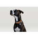 Health-Tracking Dog Collars Image 3