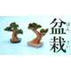 Edible Bonsai Tree Kits Image 1