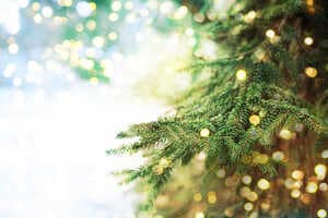 Eco-Friendly Live Holiday Trees Article Thubnail