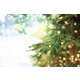 Eco-Friendly Live Holiday Trees Image 1