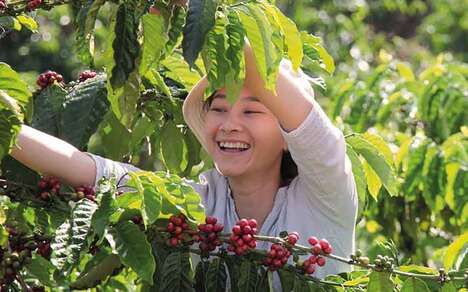 Sustainable Coffee Commitment Initiatives