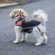 Cold-Clearing Canine Vests Image 1