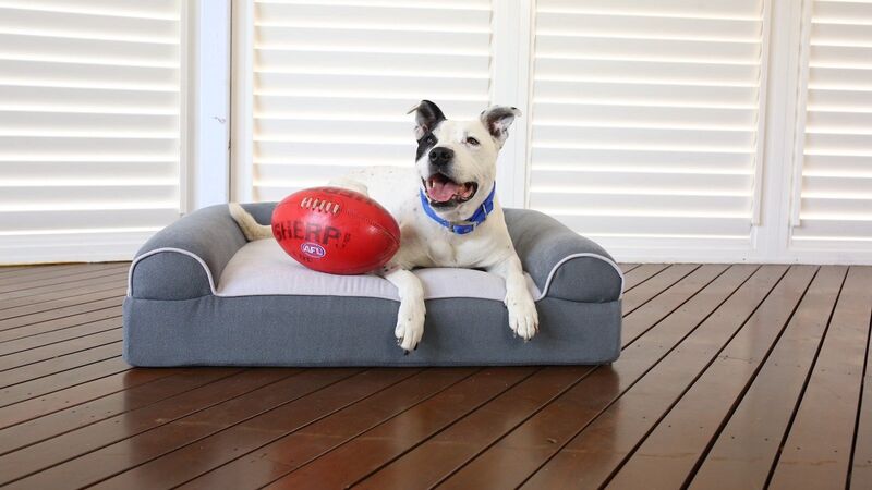 Massage Therapy Dog Beds