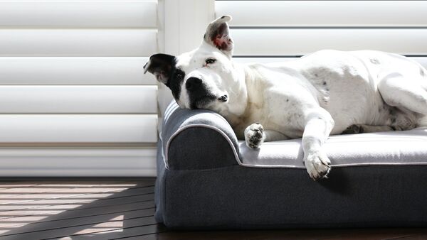 dog cloud bed