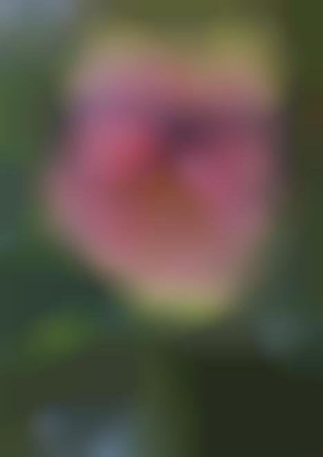 Luxe Lightweight Spring Eyewear