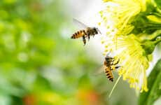 Seed Planting Campaigns