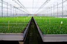 Global Cannabis Culture Producers