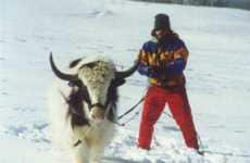 Yak Skiing