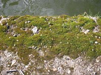 DIY Moss Graffiti Image 2