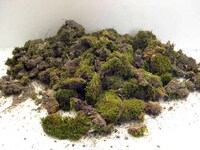 DIY Moss Graffiti Image 3