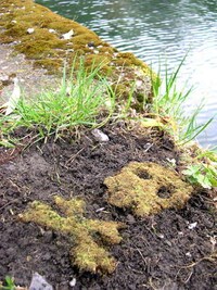 DIY Moss Graffiti Image 5