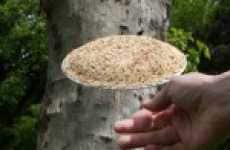 UFO Plates