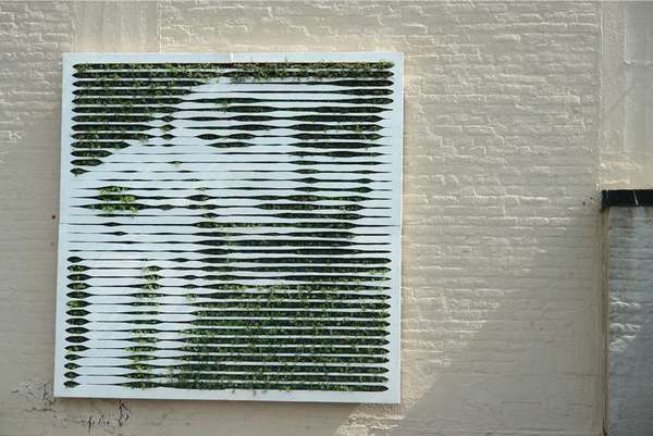 Plant Portraits
