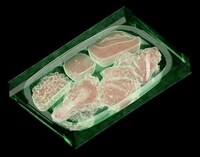 Transparentography Image 4