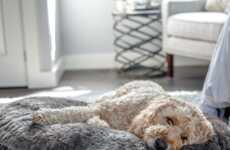 High-Quality Supportive Dog Beds