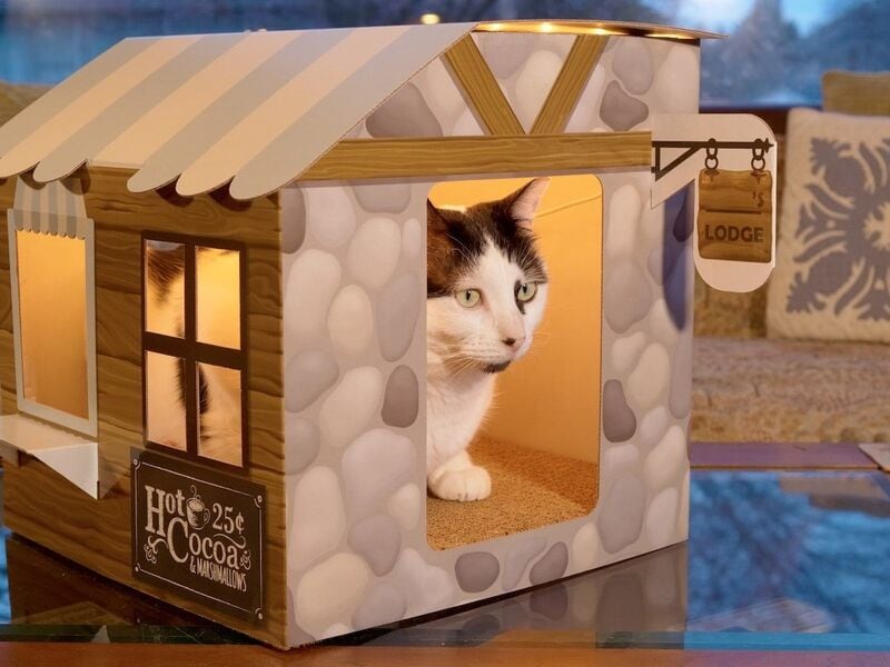 Hot cocoa outlet cat scratcher