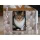 Cat House Subscription Services Image 2