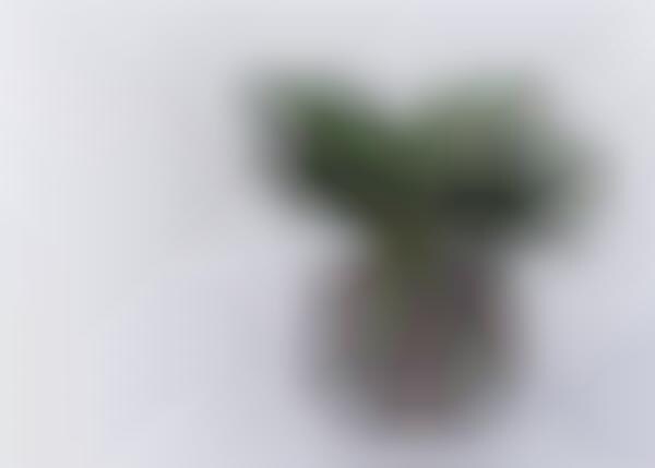 Self-Watering Houseplant Systems