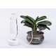 Self-Watering Houseplant Systems Image 1