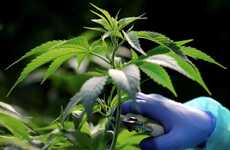 Ready-to-Drink Cannabis Teas