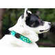 Aftermarket Tracker Pet Collars Image 1