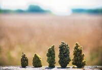 Streamlined Online Cannabis Orders Image 4