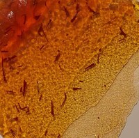 Saffron-Infused Skincare Masques Image 2