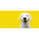 Branded Dog Appreciation Contests Image 1