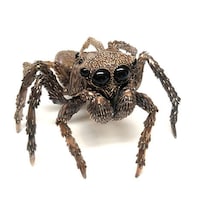 Bronze-Sculpted Prehistoric Insects Image 4