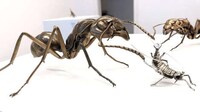 Bronze-Sculpted Prehistoric Insects Image 7
