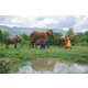 Life-Sized Elephant Conservation Projects Image 3