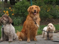 Canine Leash Training Devices Image 1