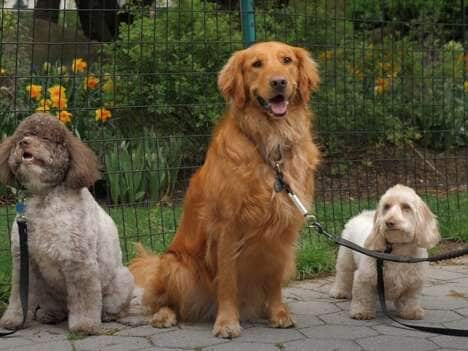 Canine Leash Training Devices