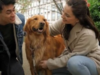 Canine Leash Training Devices Image 2