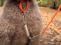 Canine Leash Training Devices Image 4