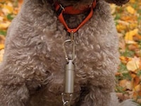 Canine Leash Training Devices Image 5