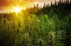 Reconciliation-Focused Cannabis Markets