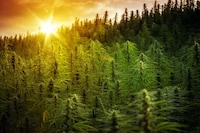 Reconciliation-Focused Cannabis Markets Image 1